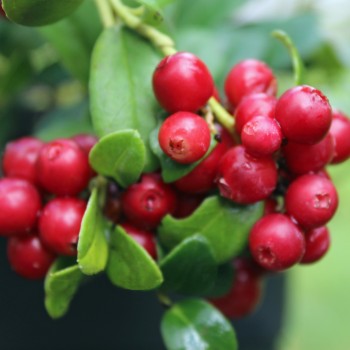 Preiselbeere Erntedank (Pflanze)