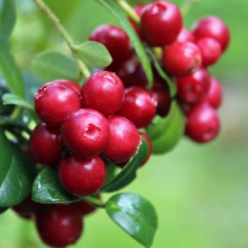 Preiselbeere Erntedank (Pflanze)