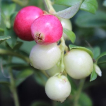 Preiselbeere Airelle Rouge (Pflanze)