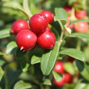Preiselbeere Airelle Rouge (Pflanze)