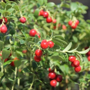 Preiselbeere Airelle Rouge (Pflanze)