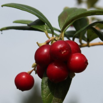 Preiselbeere Erntekrone (Pflanze)