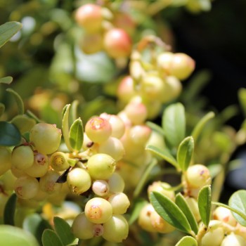 Preiselbeere Erntekrone (Pflanze)