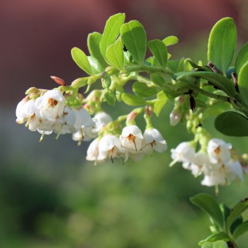 Preiselbeere Erntetraum (Pflanze)