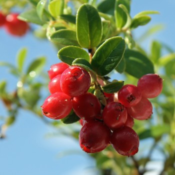 Preiselbeere Koralle (Pflanze)