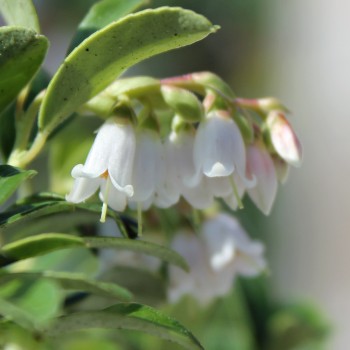 Preiselbeere Koralle (Pflanze)