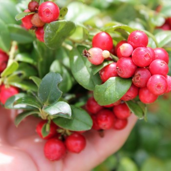 Preiselbeere Red Pearl (Pflanze)