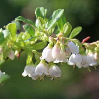 Preiselbeere Red Pearl (Pflanze)
