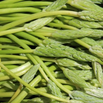 Preußischer Spargel (Samen)