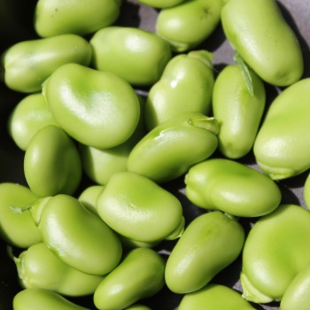 Puffbohne Habas Verde (Samen)
