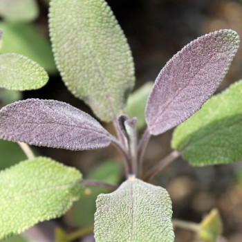 Purpursalbei (Pflanze)