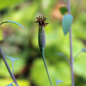 Quillquina (Samen)