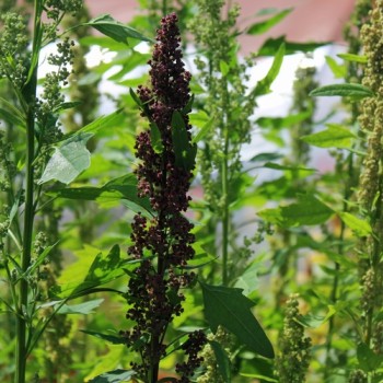 Quinoa Biobio (Samen)
