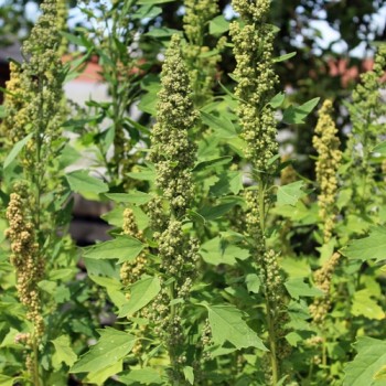 Quinoa Biobio (Samen)
