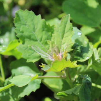 Quinoa Biobio (Samen)