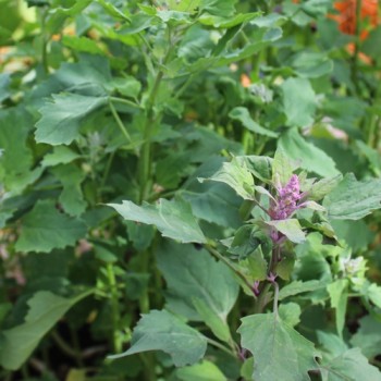 Quinoa Biobio (Samen)