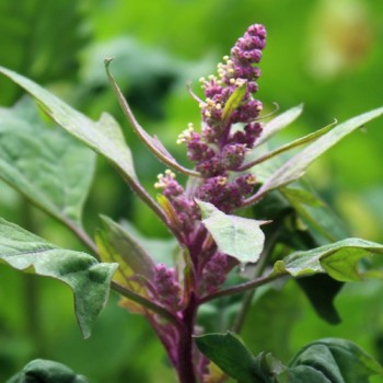 Quinoa Biobio (Samen)