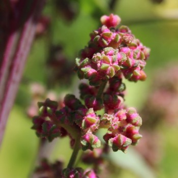 Quinoa Biobio (Samen)
