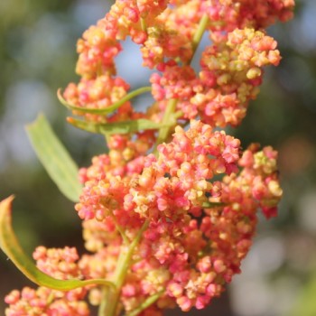 Quinoa Cherry Vanilla (Samen)