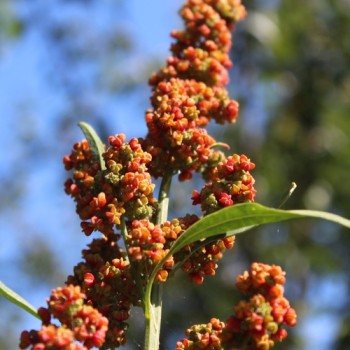 Quinoa Cherry Vanilla (Samen)