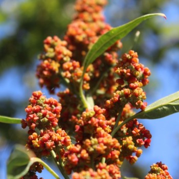 Quinoa Cherry Vanilla (Samen)