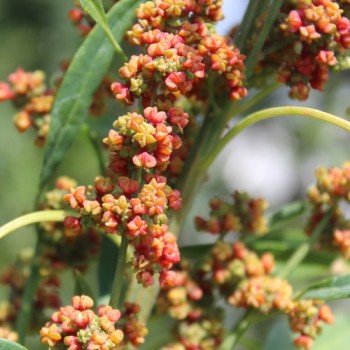 Quinoa Cherry Vanilla (Samen)