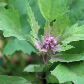 Quinoa Cherry Vanilla (Samen)