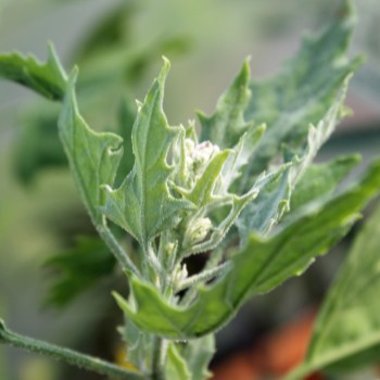 Quinoa Sweet Temuco (Samen)
