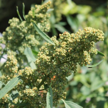 Quinoa Sweet Temuco (Samen)