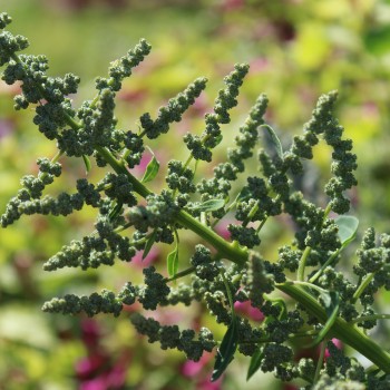 Quinoa Sweet Temuco (Samen)