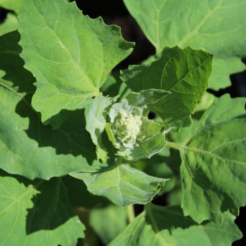 Quinoa Sweet Temuco (Samen)