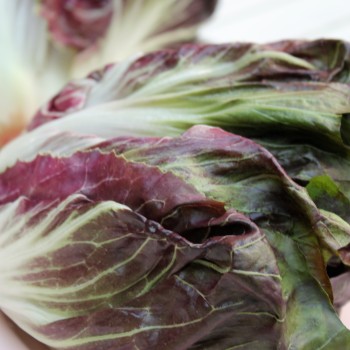 Radicchio Rossa di Verona (Samen)