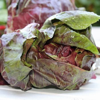 Radicchio Rossa di Verona (Samen)