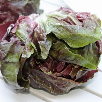 Radicchio Rossa di Verona (Samen)