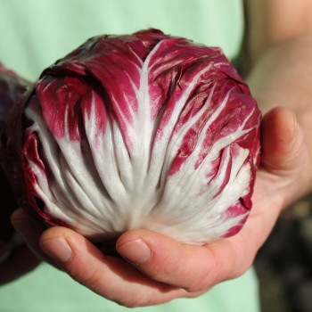 Radicchio Chiogga Red Preco No. 1 (Samen)