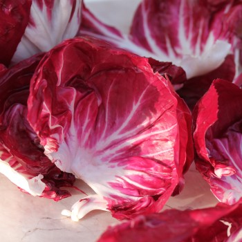 Radicchio Chiogga Red Preco No. 1 (Samen)