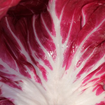 Radicchio Chiogga Red Preco No. 1 (Samen)