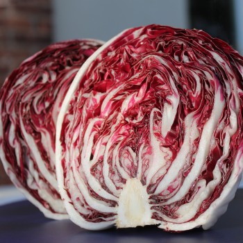 Radicchio Chiogga Red Preco No. 1 (Samen)