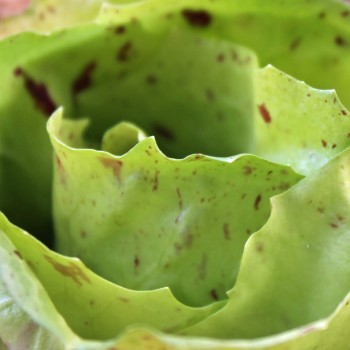 Radicchio Variegata Di Castelfranco (Samen)