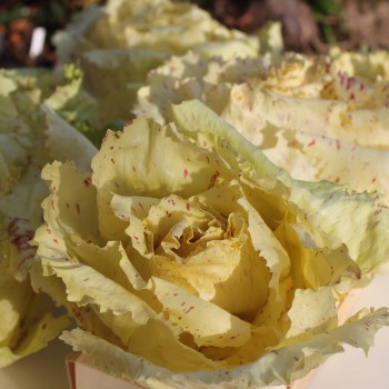 Radicchio Variegata Di Castelfranco (Samen)