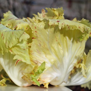 Radicchio Variegata Di Castelfranco (Samen)