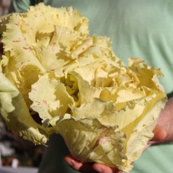 Radicchio Variegata Di Castelfranco (Samen)