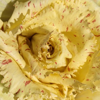 Radicchio Variegata Di Castelfranco (Samen)