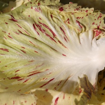 Radicchio Variegata Di Castelfranco (Samen)