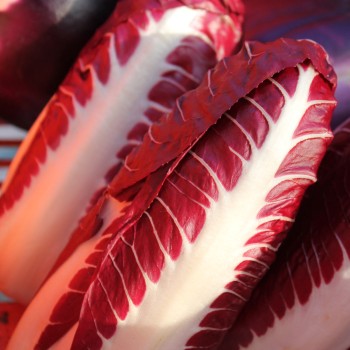 Radicchio Rosso di Treviso (Samen)