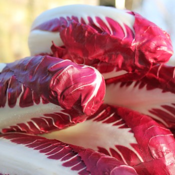 Radicchio Rosso di Treviso (Samen)
