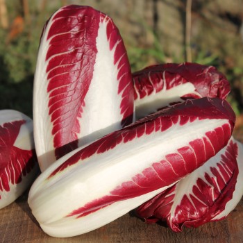 Radicchio Rosso di Treviso (Samen)