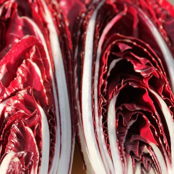 Radicchio Rosso di Treviso (Samen)