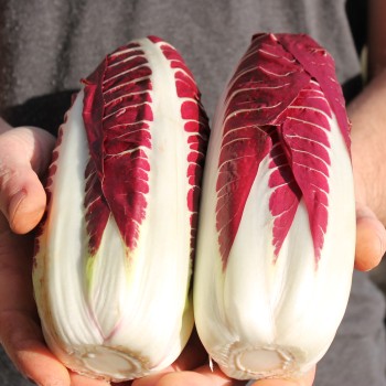 Radicchio Rosso di Treviso (Samen)