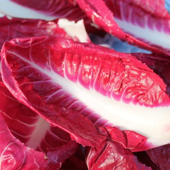 Radicchio Rosso di Treviso (Samen)